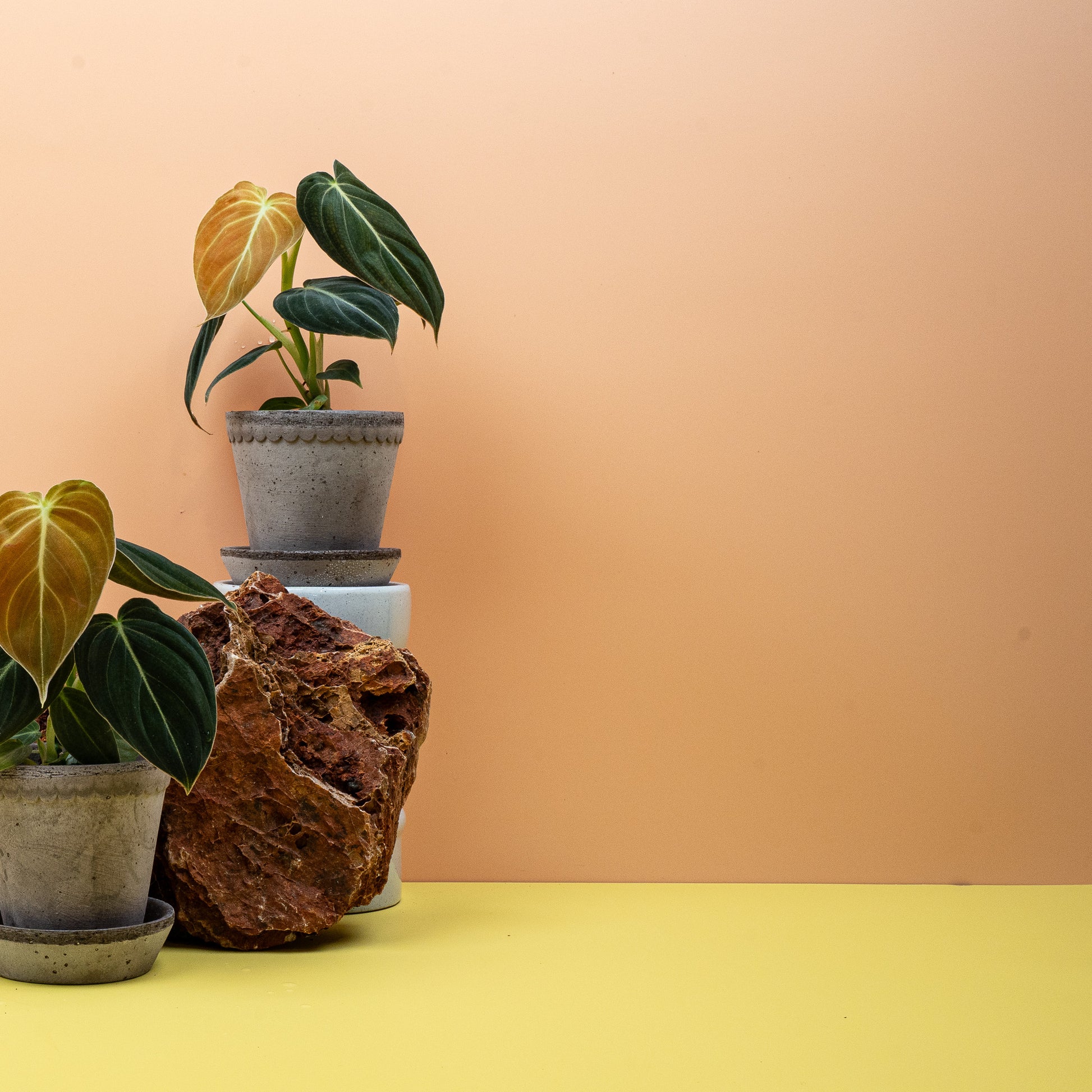 PHILODENDRON MELANOCHRYSUM online bestellen bei potflourri