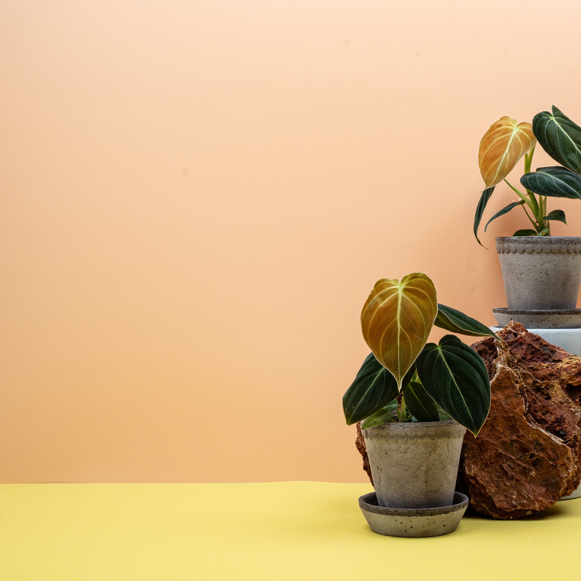 PHILODENDRON MELANOCHRYSUM online bestellen bei potflourri