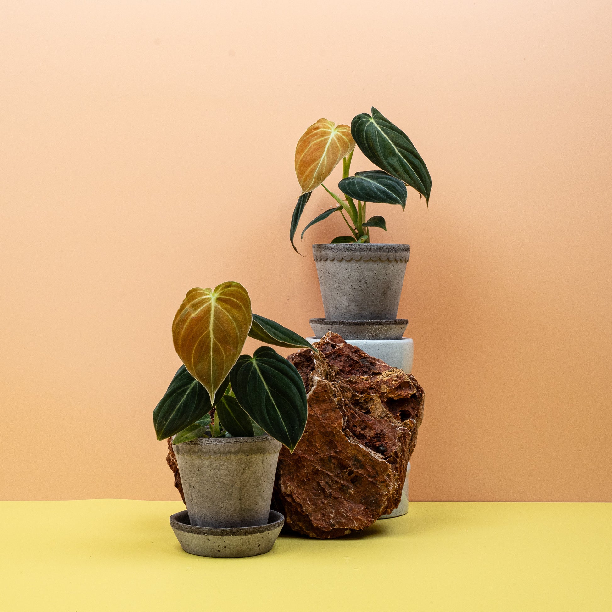 PHILODENDRON MELANOCHRYSUM online bestellen bei potflourri