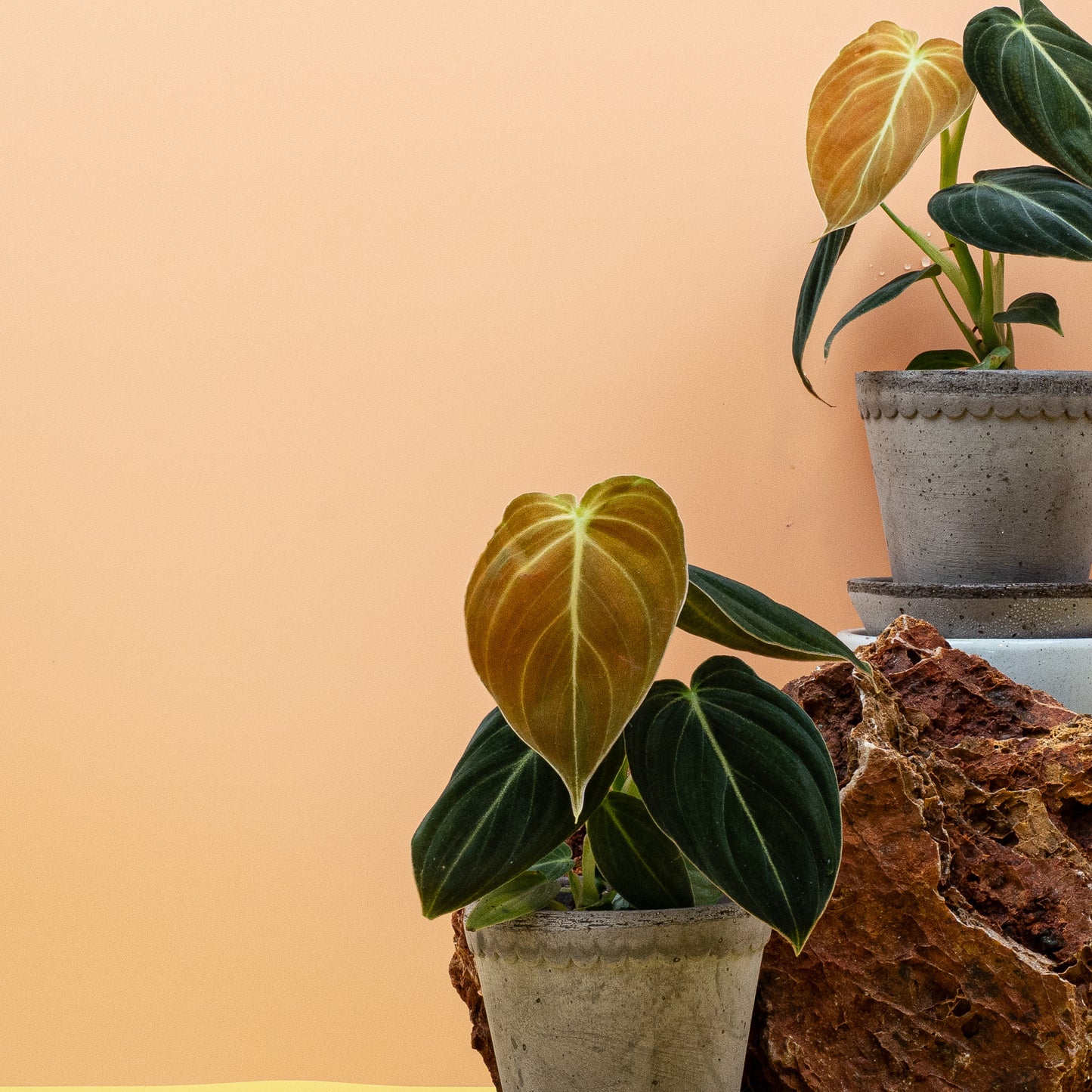 PHILODENDRON MELANOCHRYSUM online bestellen bei potflourri