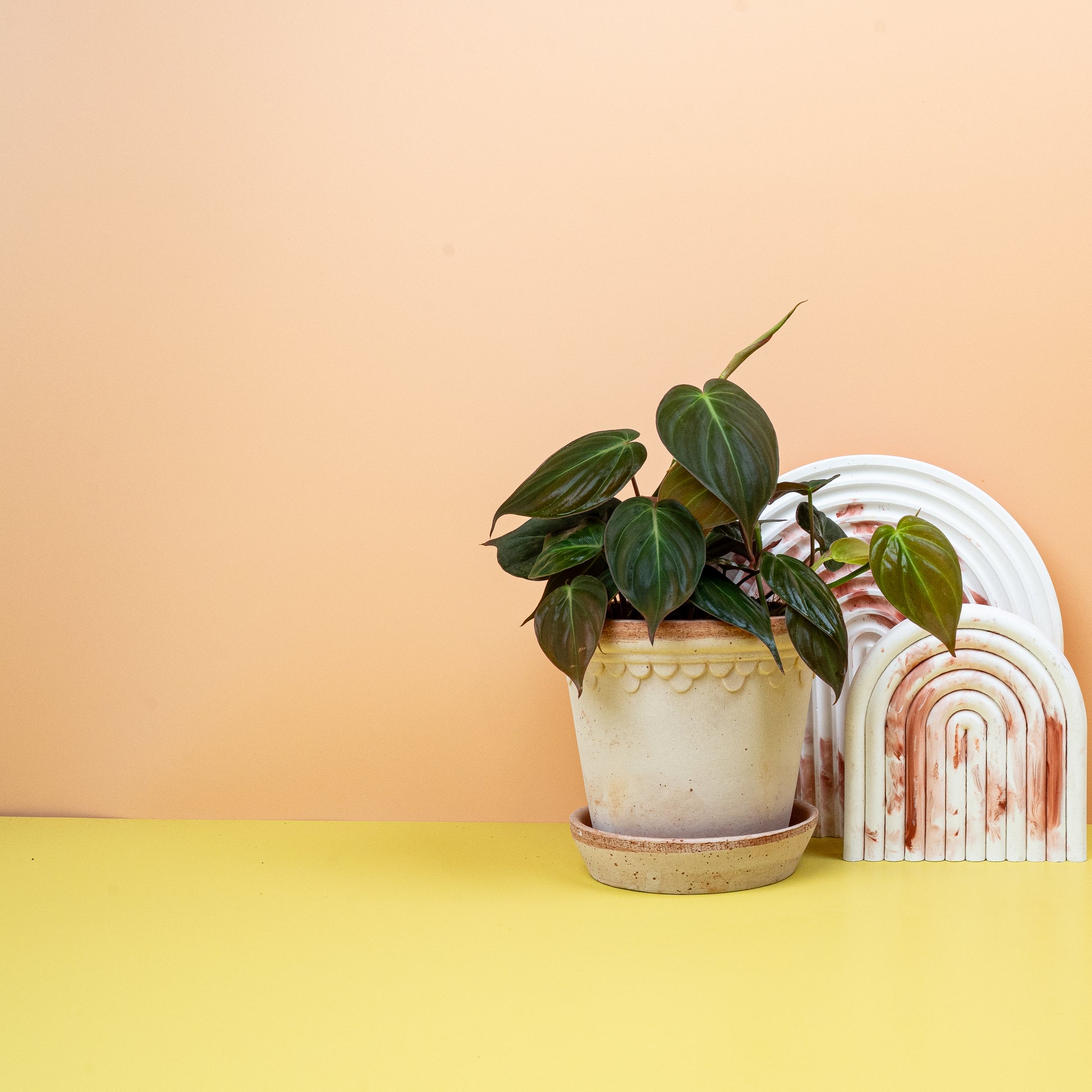 PHILODENDRON MICANS online bestellen bei potflourri