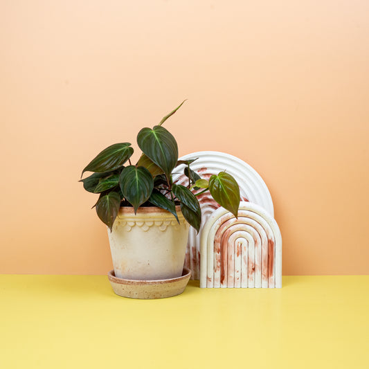PHILODENDRON MICANS online bestellen bei potflourri