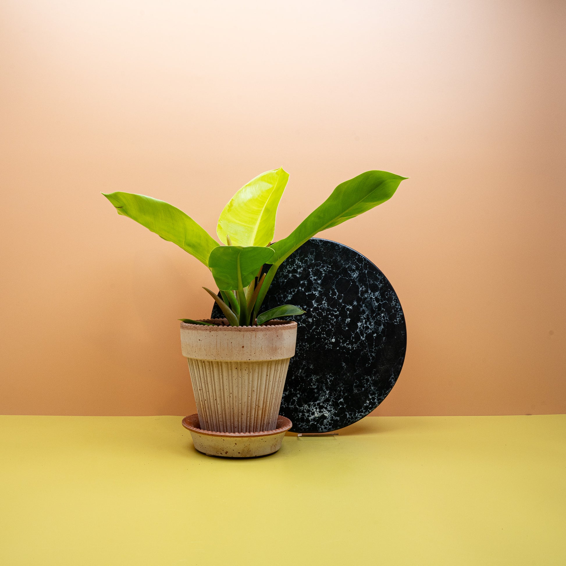 PHILODENDRON MOONLIGHT online bestellen bei potflourri