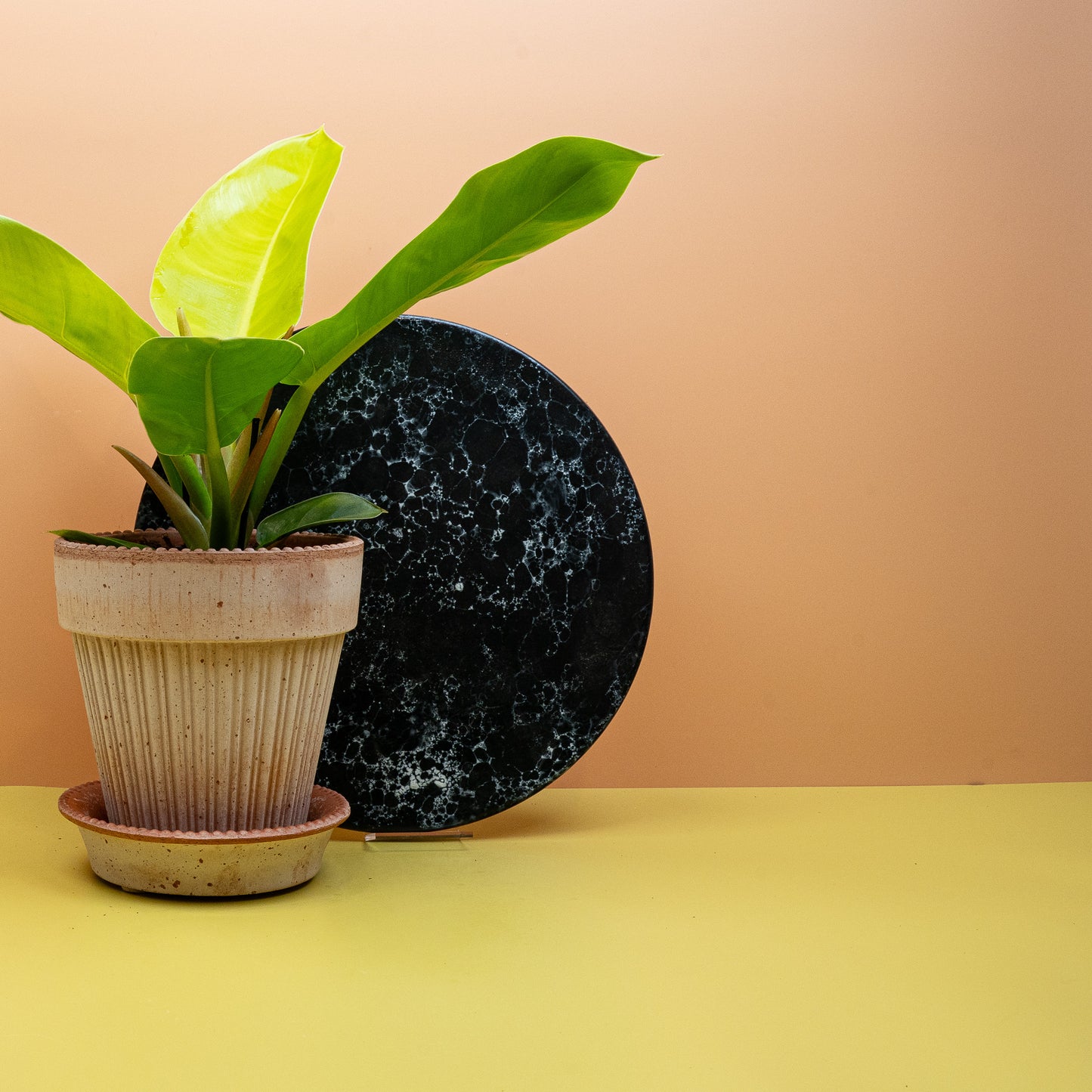 PHILODENDRON MOONLIGHT online bestellen bei potflourri