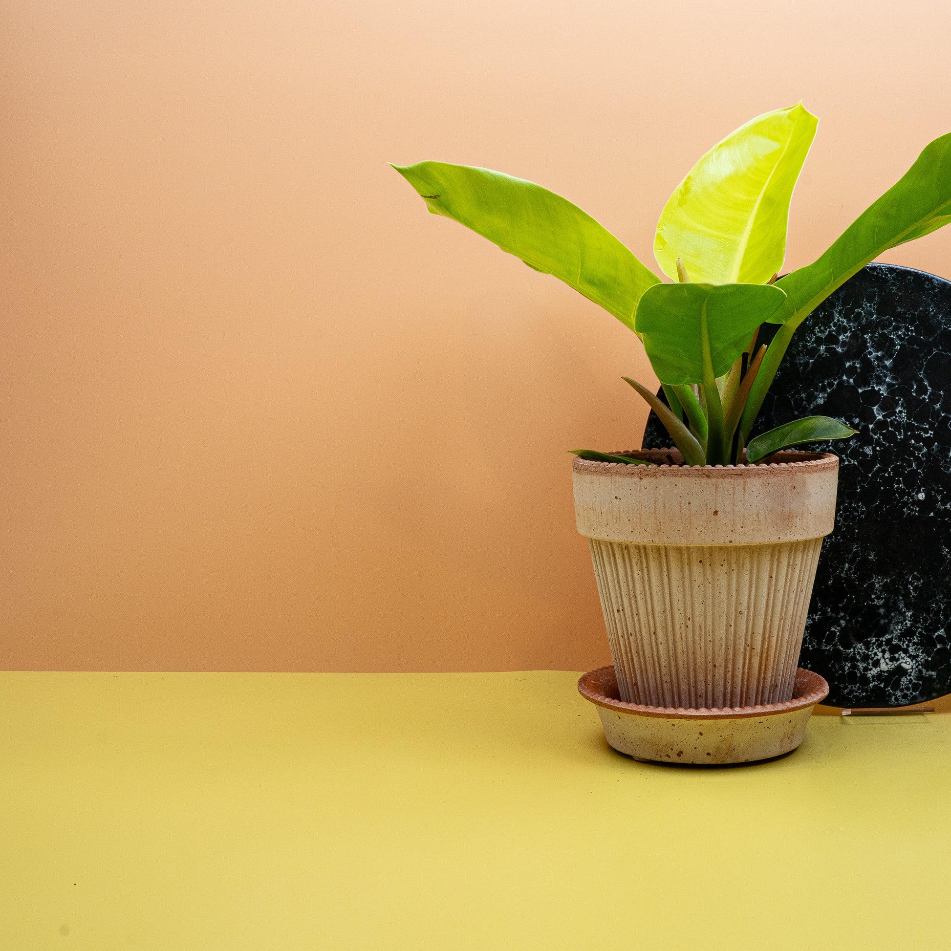 PHILODENDRON MOONLIGHT online bestellen bei potflourri