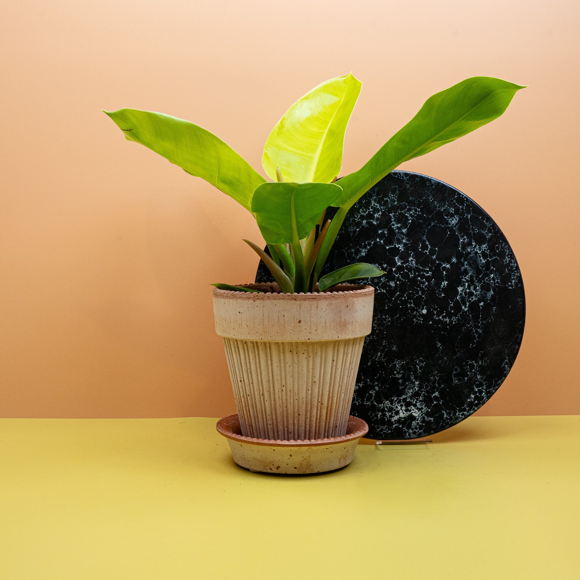 PHILODENDRON MOONLIGHT online bestellen bei potflourri