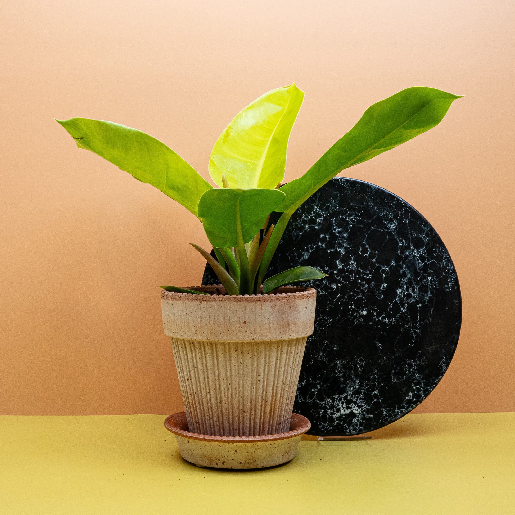 PHILODENDRON MOONLIGHT online bestellen bei potflourri