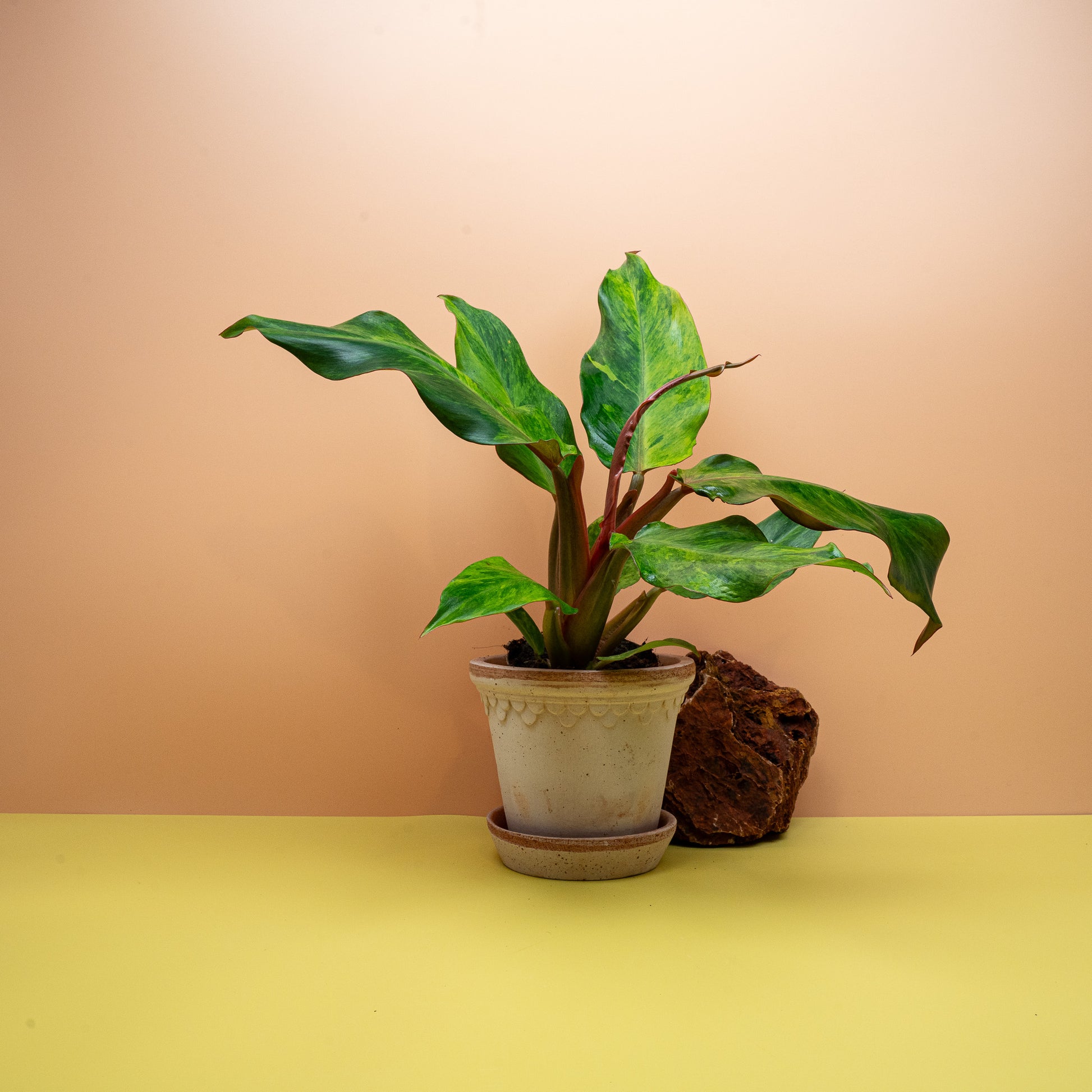 Philodendron Orange Marmelade mit orangem Neuaustrieb – potflourri