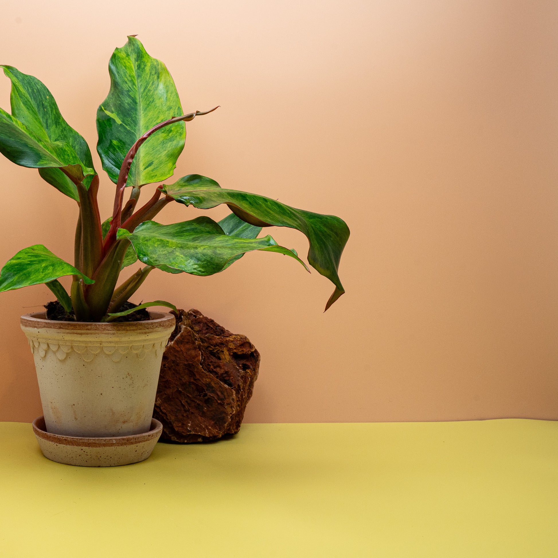 Philodendron erubescens Orange Marmelade, selbsttragender Wuchs – potflourri