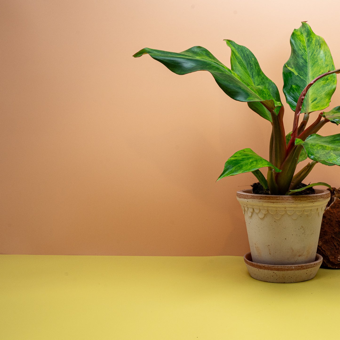 Philodendron Orange Marmelade, junges Blatt in Orange und Gelb – potflourri