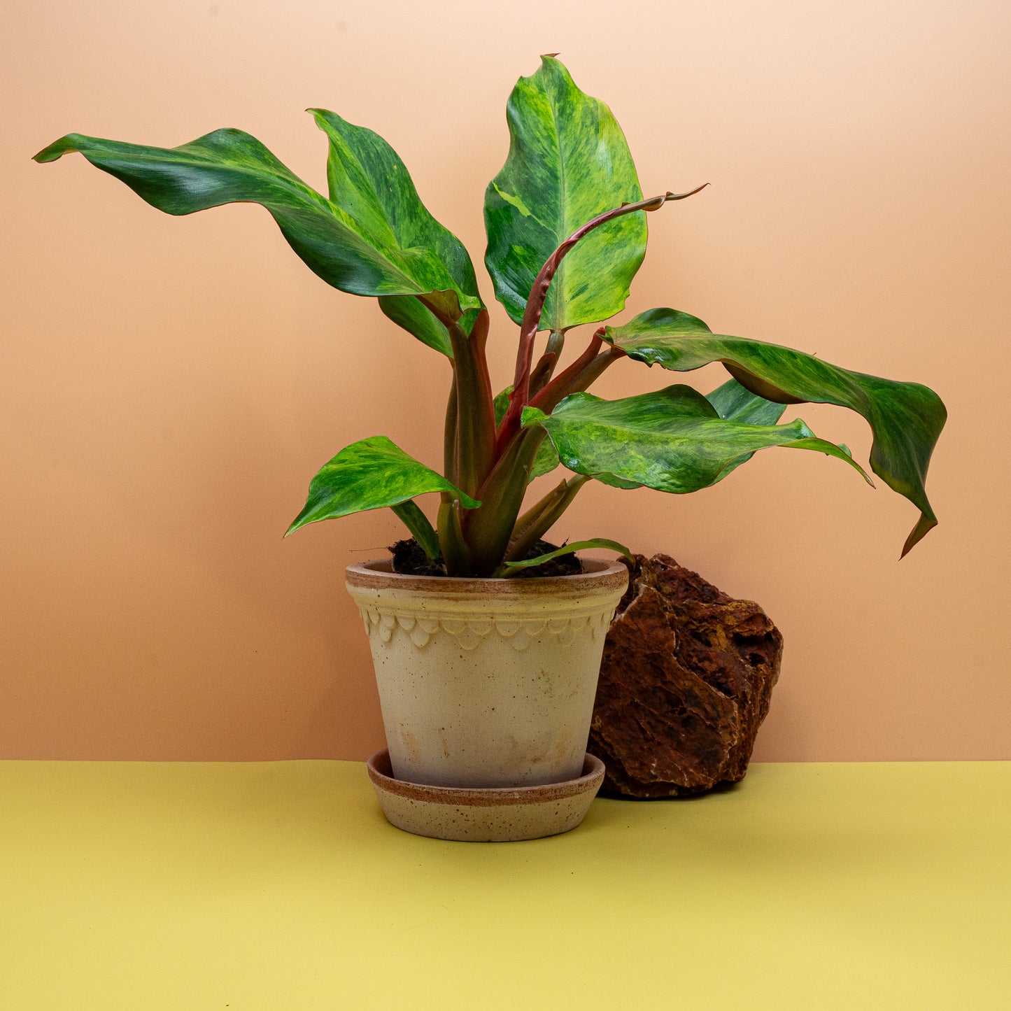 Philodendron Orange Marmelade, glänzendes ausgereiftes Blatt – potflourri