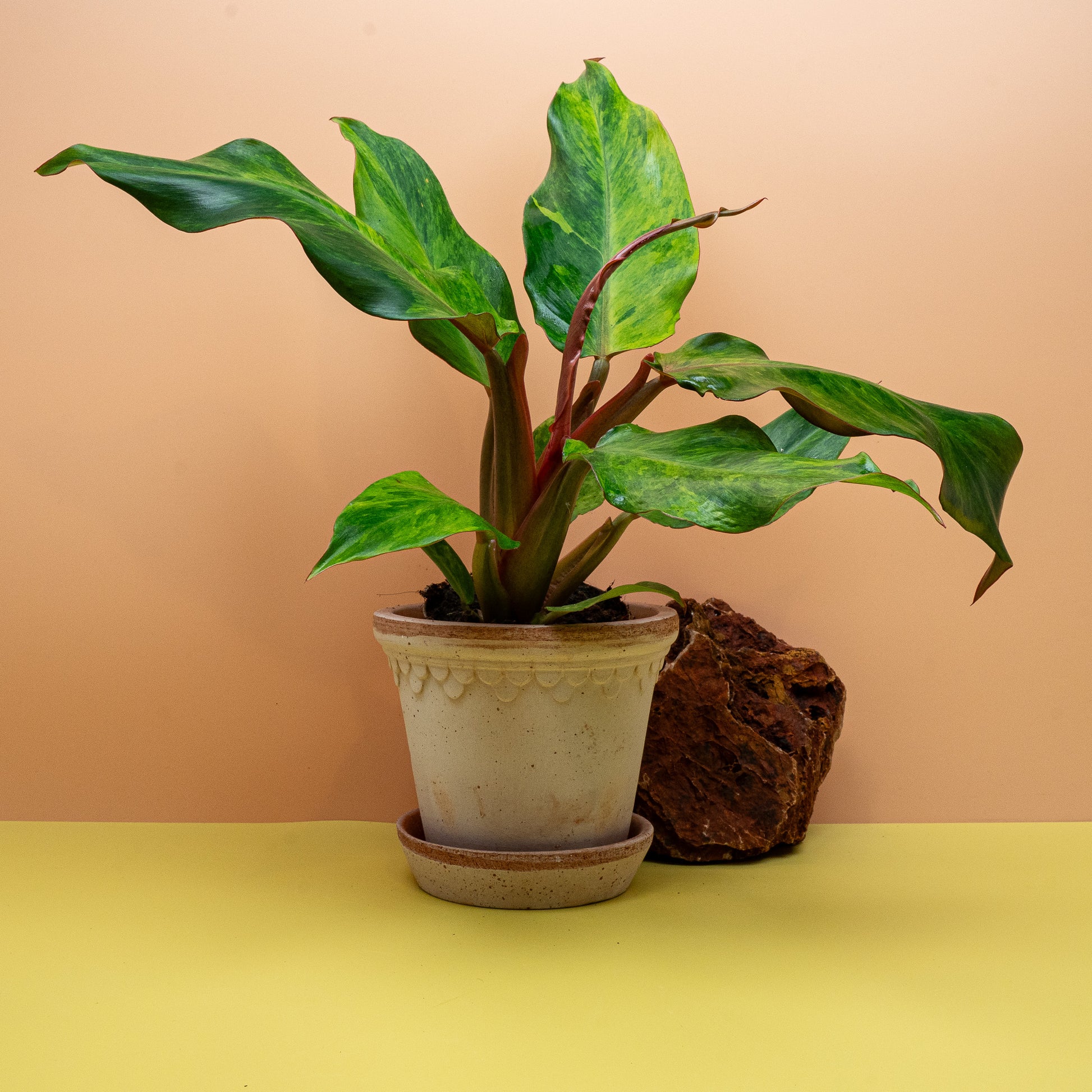 Philodendron Orange Marmelade, glänzendes ausgereiftes Blatt – potflourri