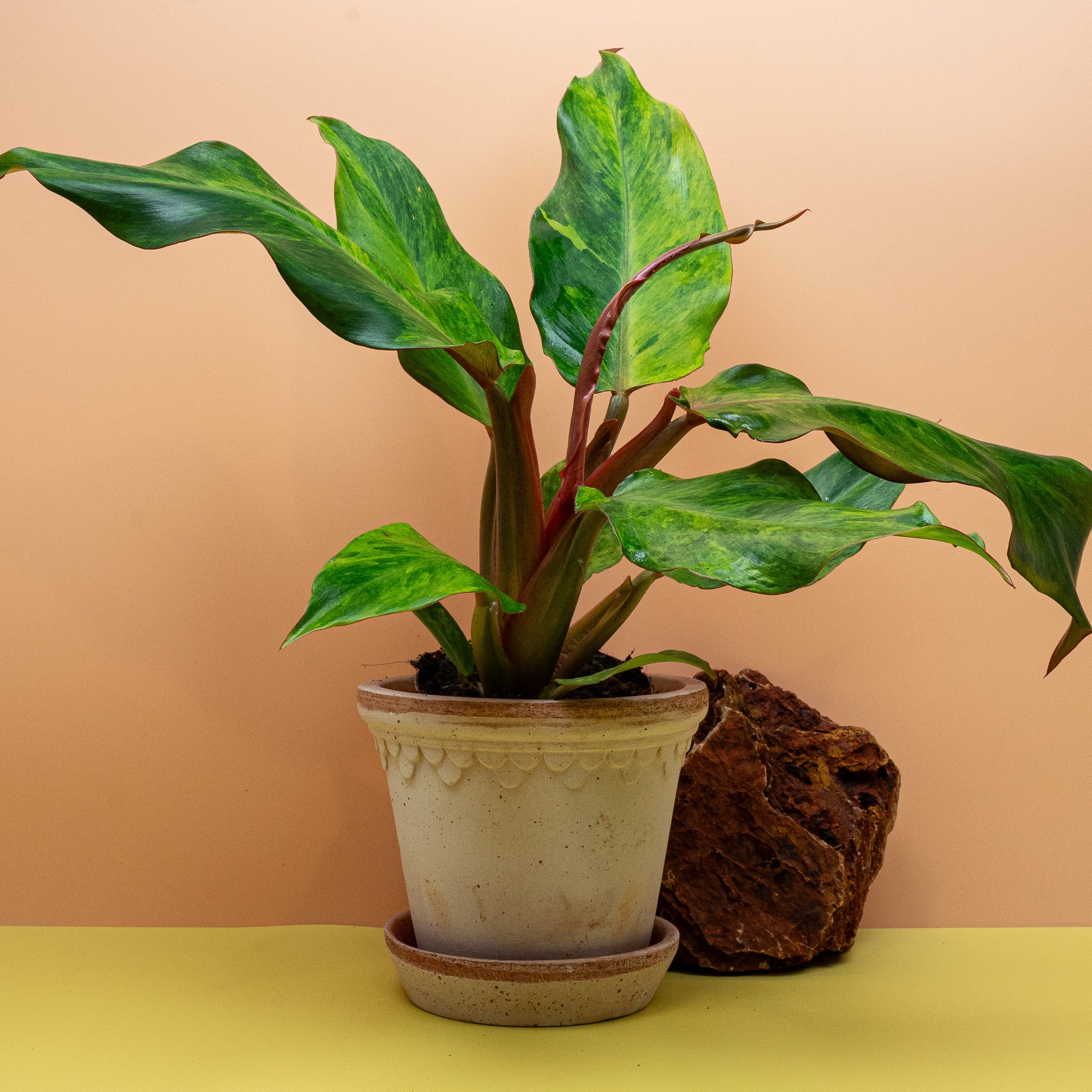 Philodendron Orange Marmelade im Kulturtopf – potflourri