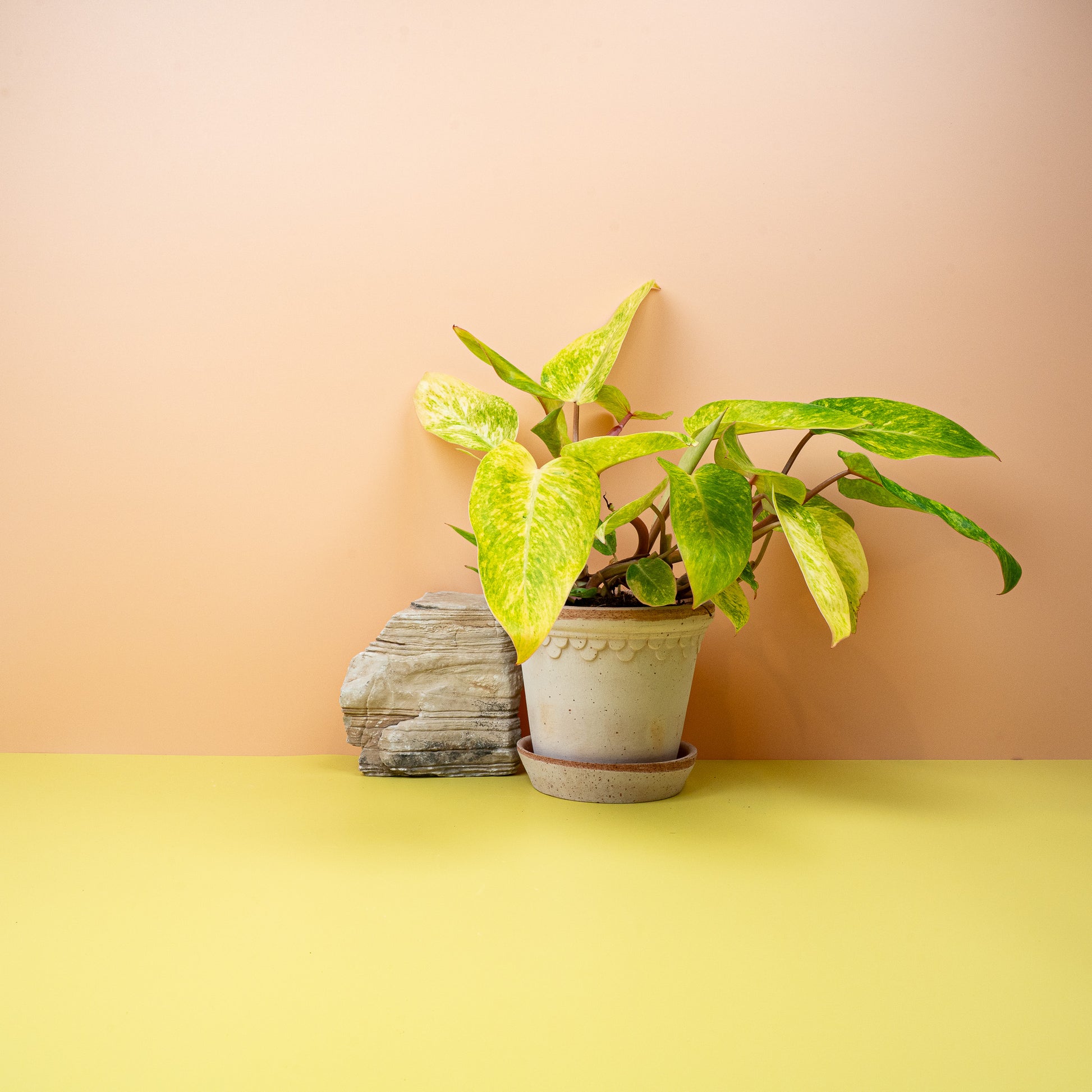 PHILODENDRON PAINTED LADY online bestellen bei potflourri