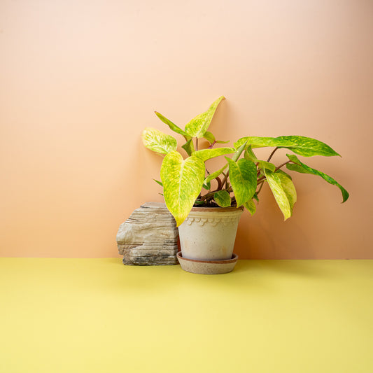 PHILODENDRON PAINTED LADY online bestellen bei potflourri