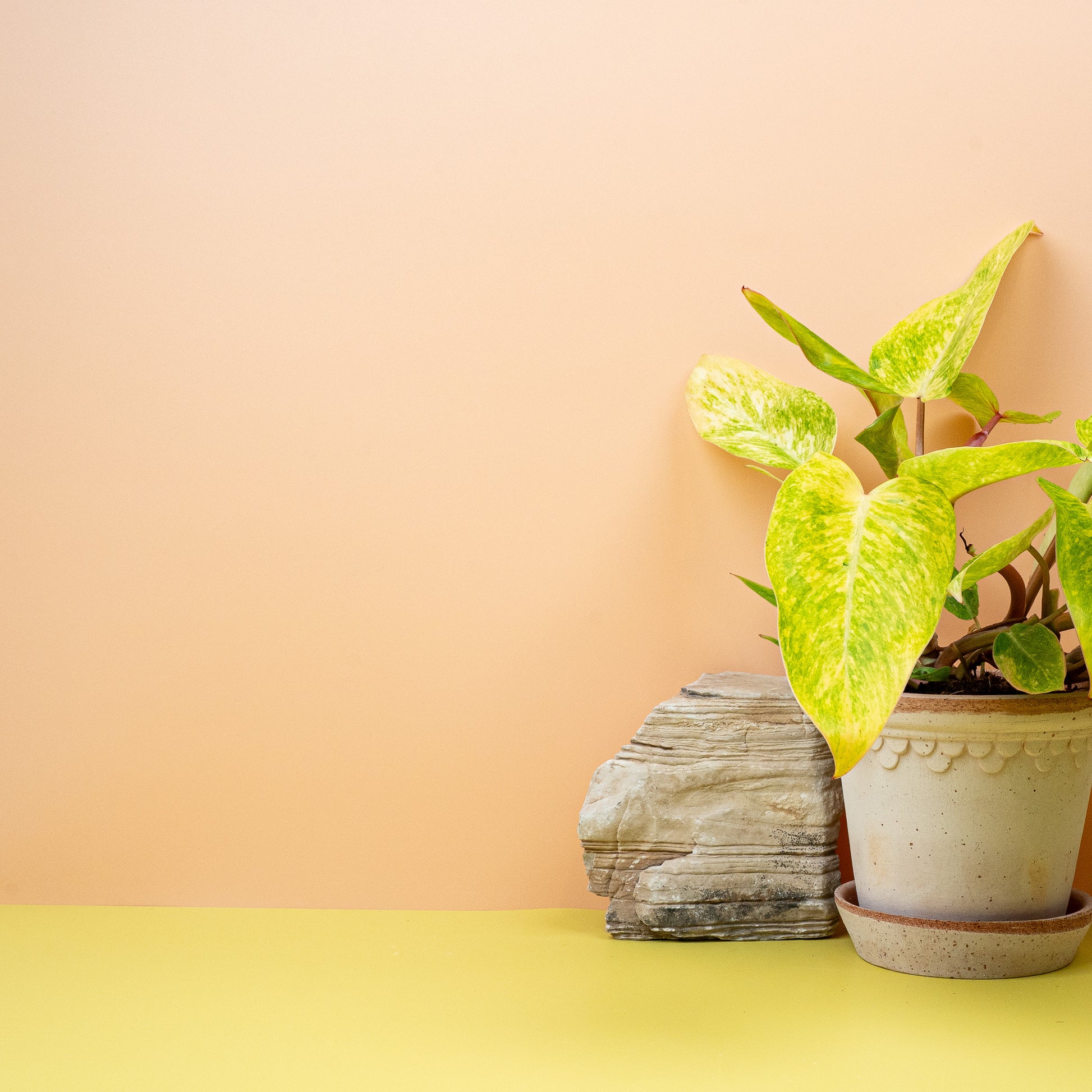 PHILODENDRON PAINTED LADY online bestellen bei potflourri