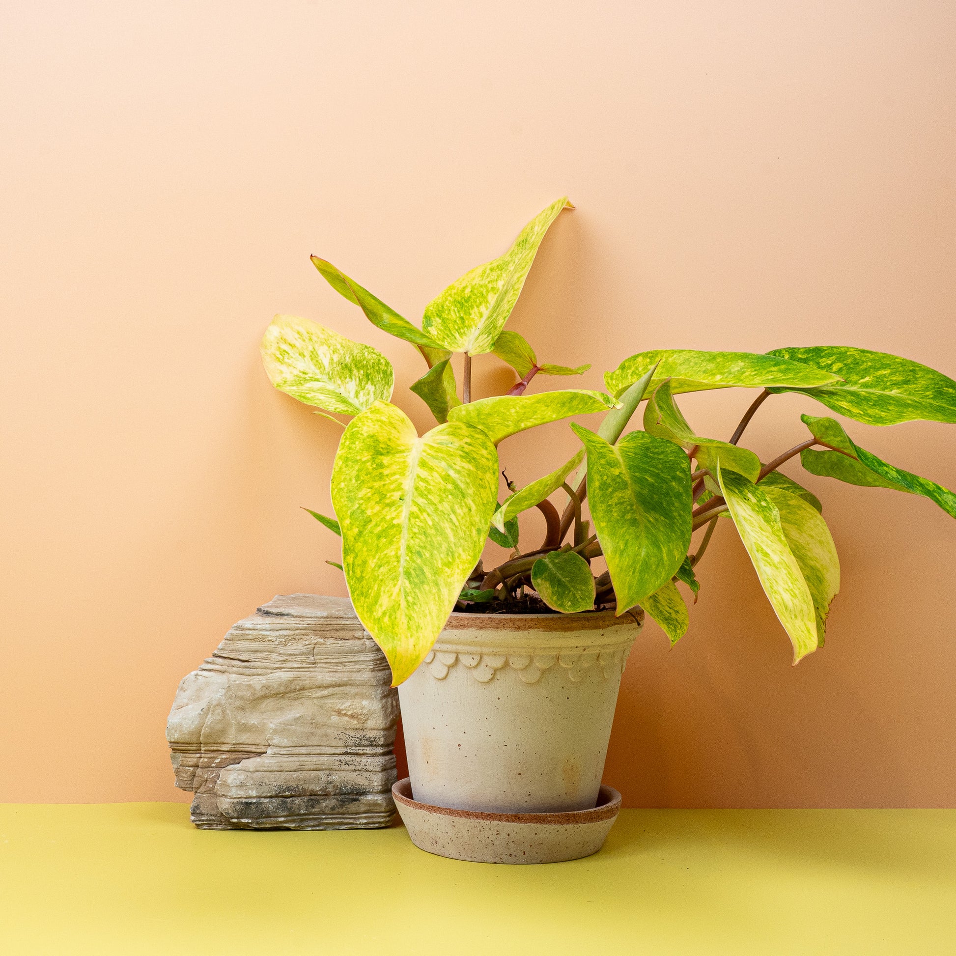 PHILODENDRON PAINTED LADY online bestellen bei potflourri