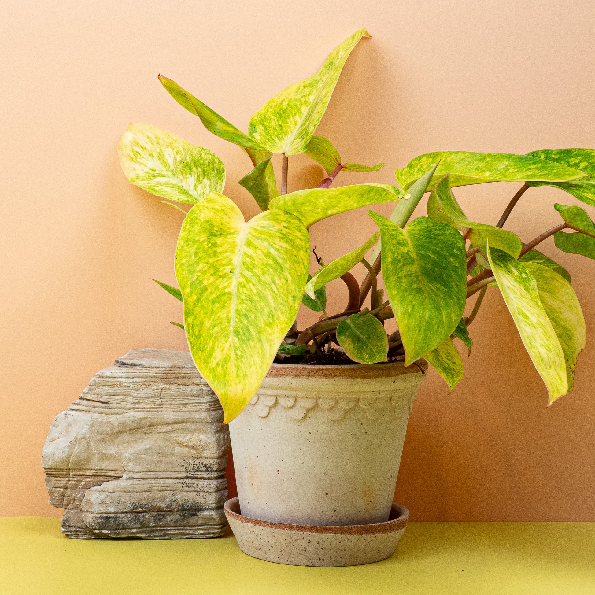 PHILODENDRON PAINTED LADY online bestellen bei potflourri