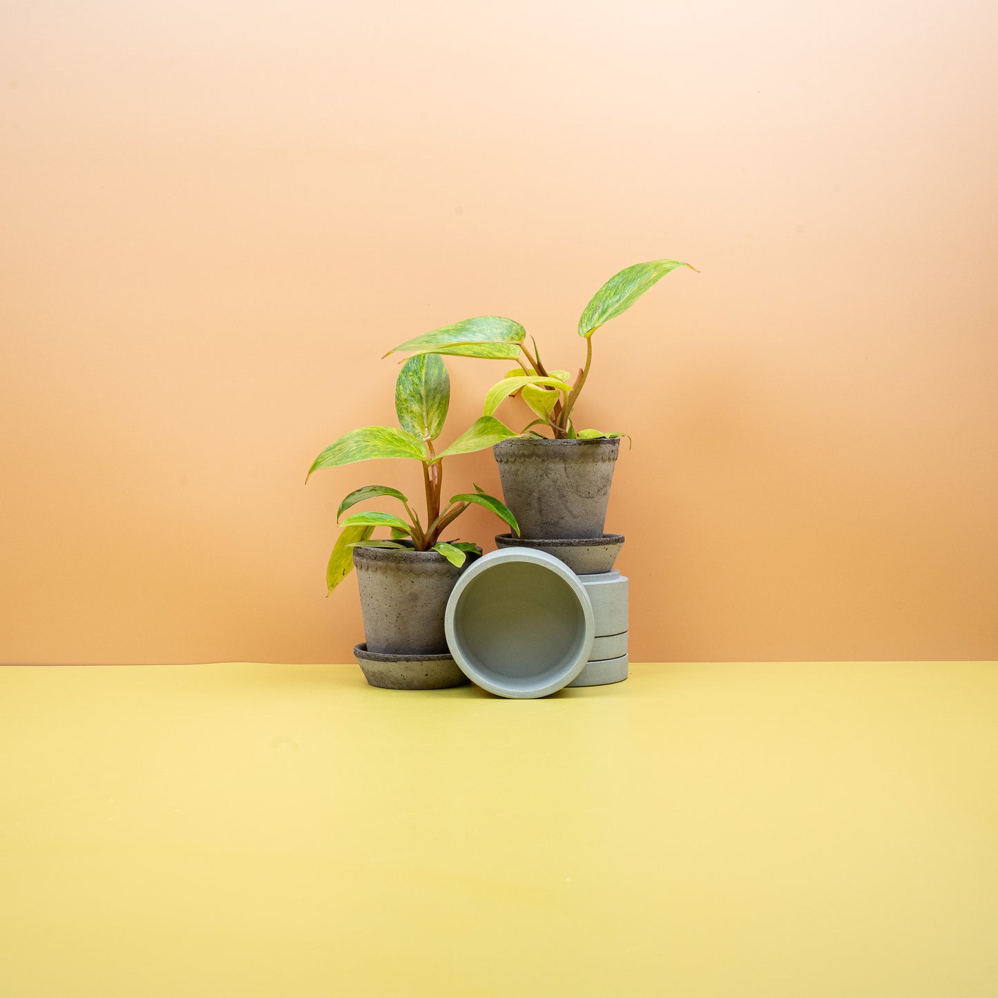PHILODENDRON PAINTED LADY online bestellen bei potflourri