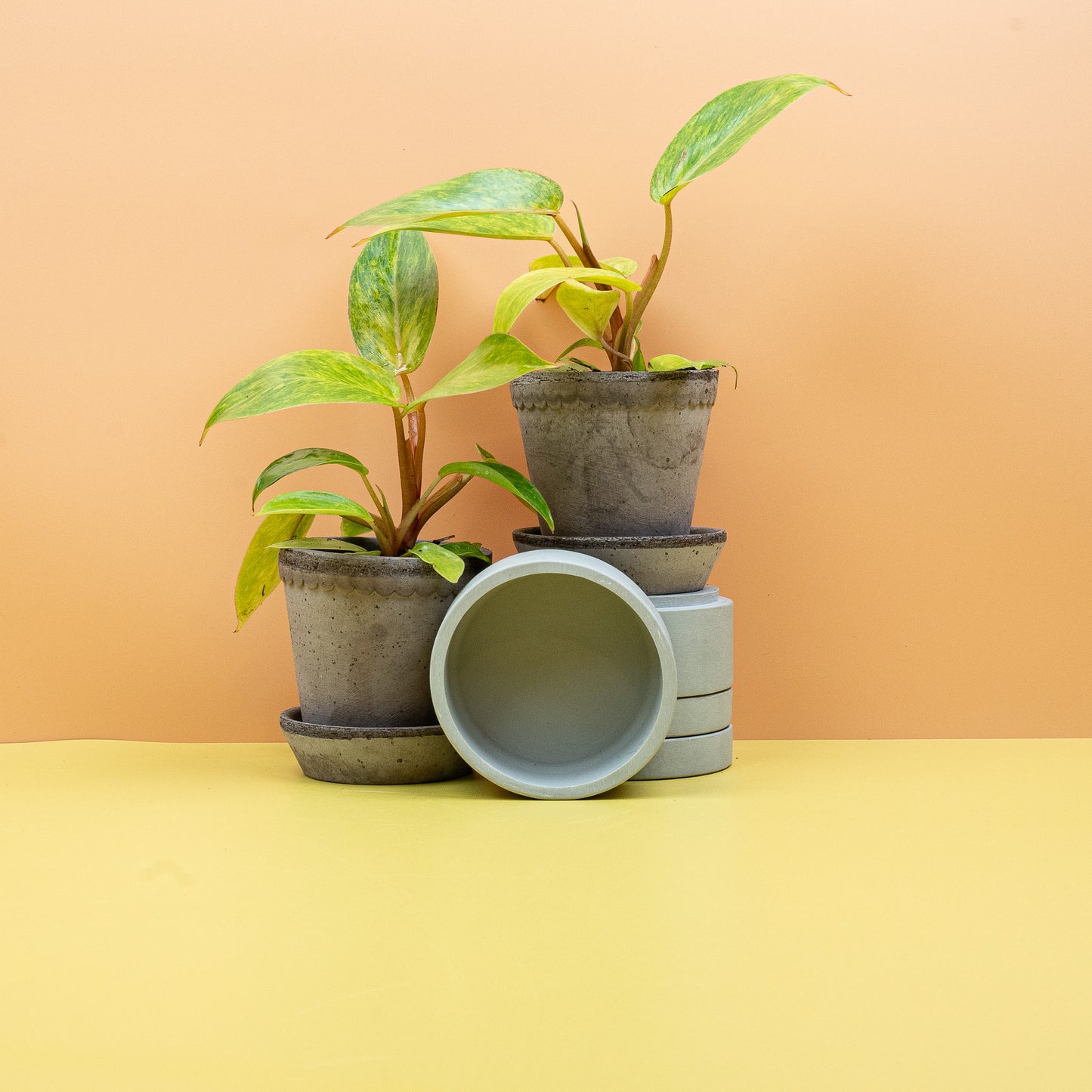 PHILODENDRON PAINTED LADY online bestellen bei potflourri