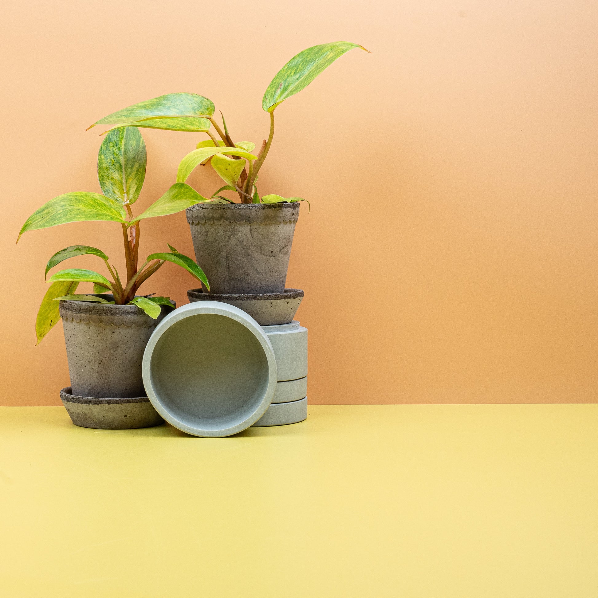 PHILODENDRON PAINTED LADY online bestellen bei potflourri