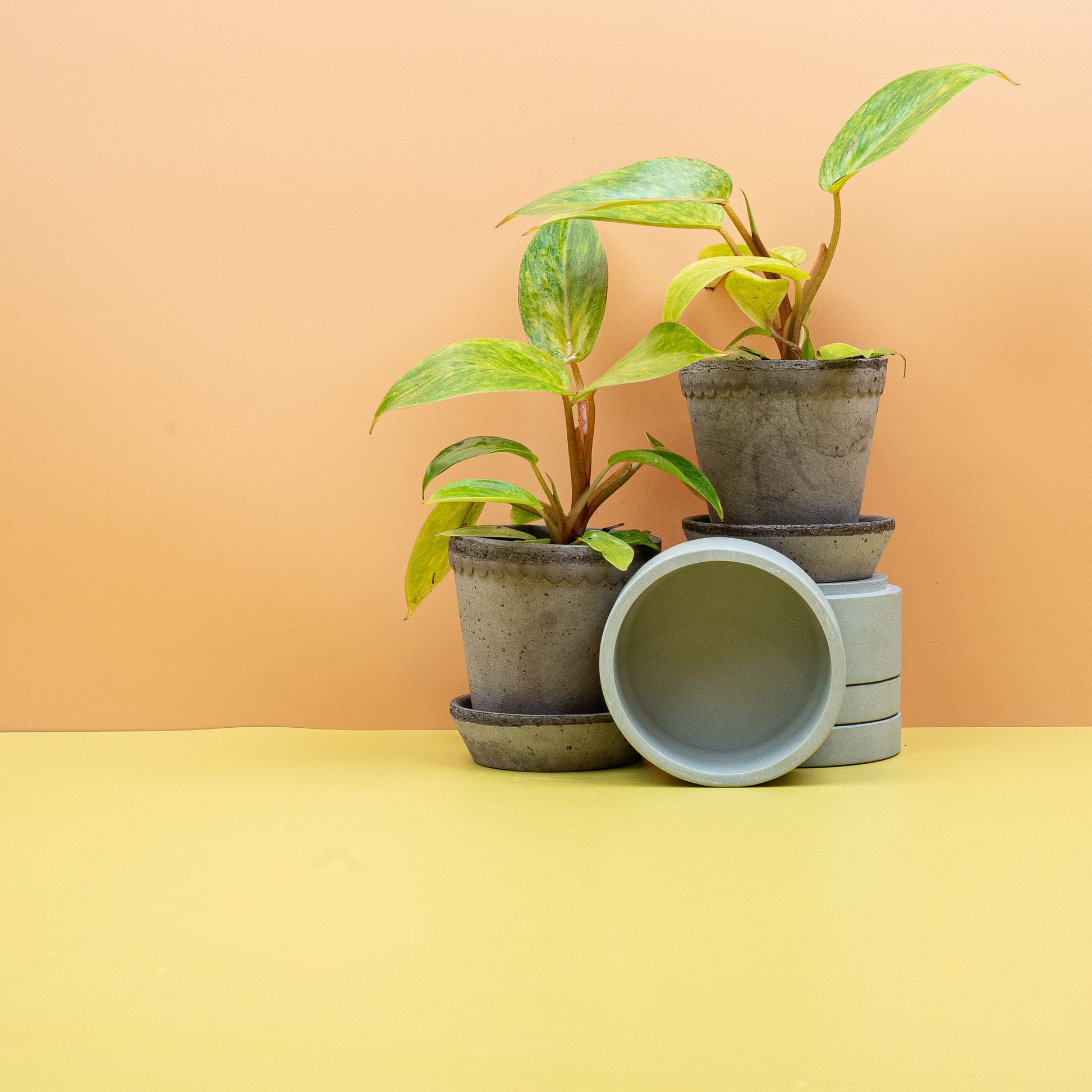 PHILODENDRON PAINTED LADY online bestellen bei potflourri