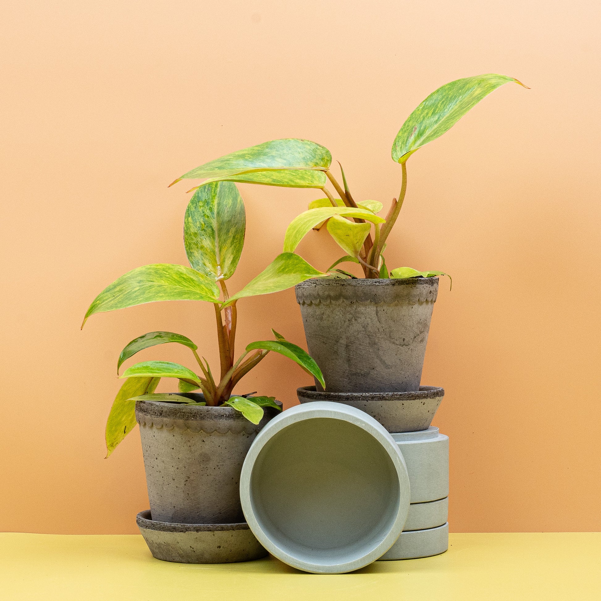 PHILODENDRON PAINTED LADY online bestellen bei potflourri