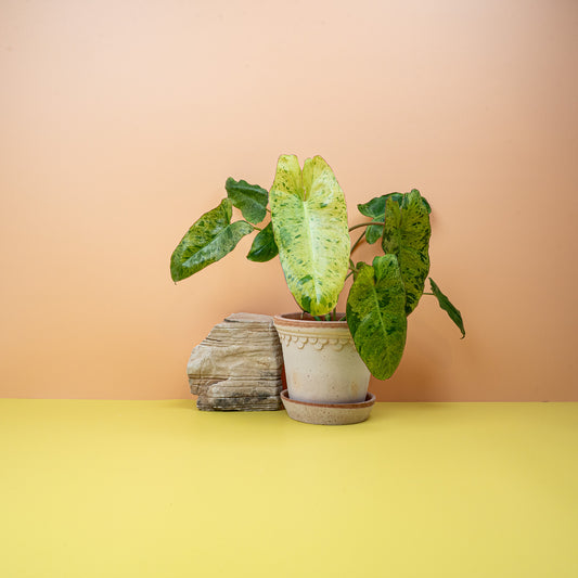 PHILODENDRON PARAISO VERDE online bestellen bei potflourri