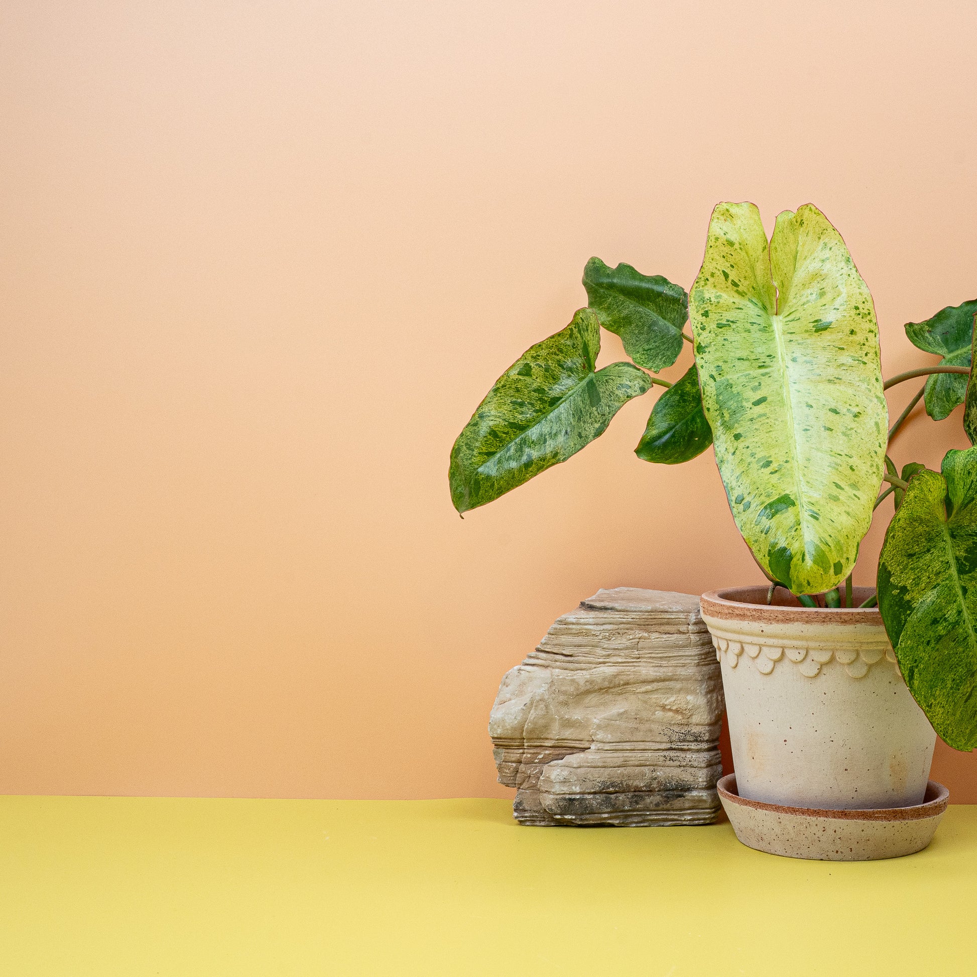 PHILODENDRON PARAISO VERDE online bestellen bei potflourri