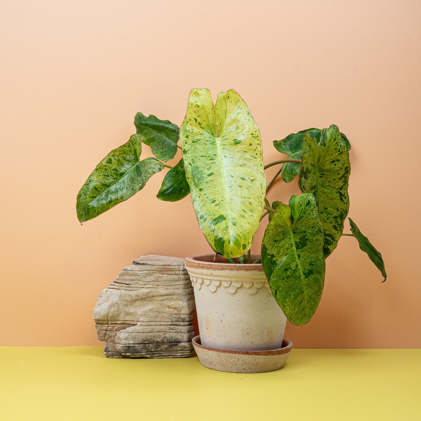 PHILODENDRON PARAISO VERDE online bestellen bei potflourri