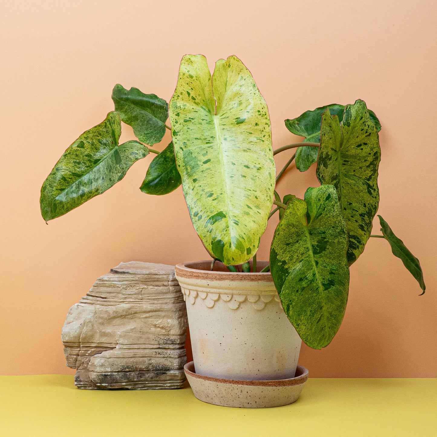 PHILODENDRON PARAISO VERDE online bestellen bei potflourri