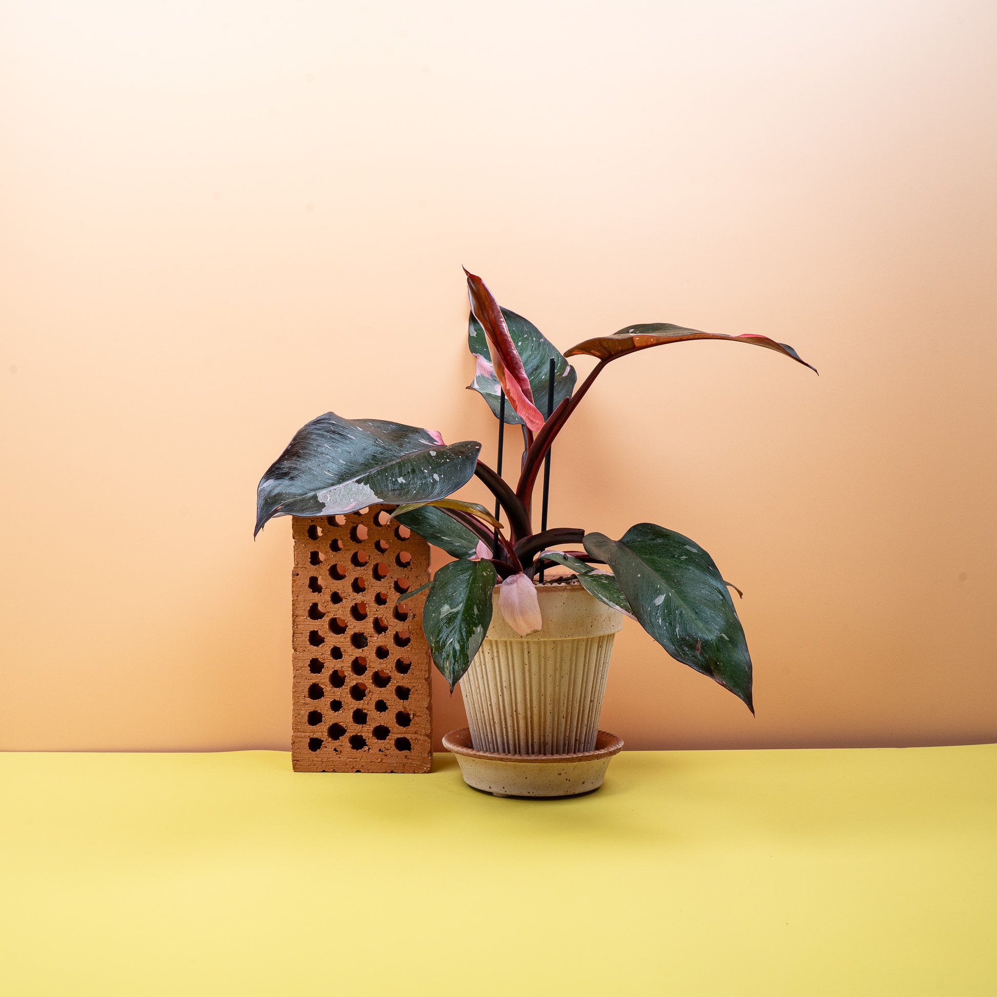 philodendron pink princess standort PHILODENDRON PINK PRINCESS online kaufen bei potflourri