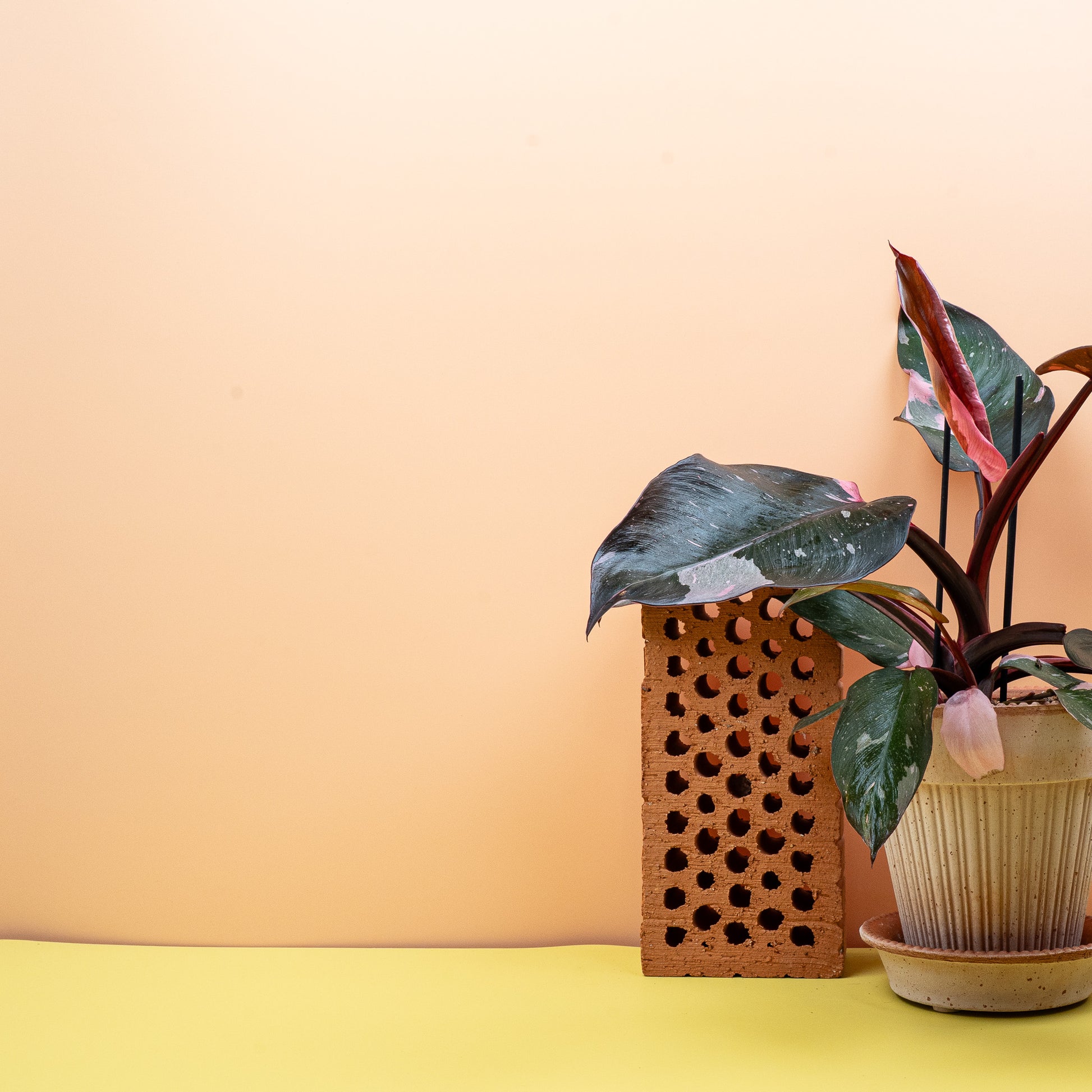 PHILODENDRON PINK PRINCESS online kaufen bei potflourri