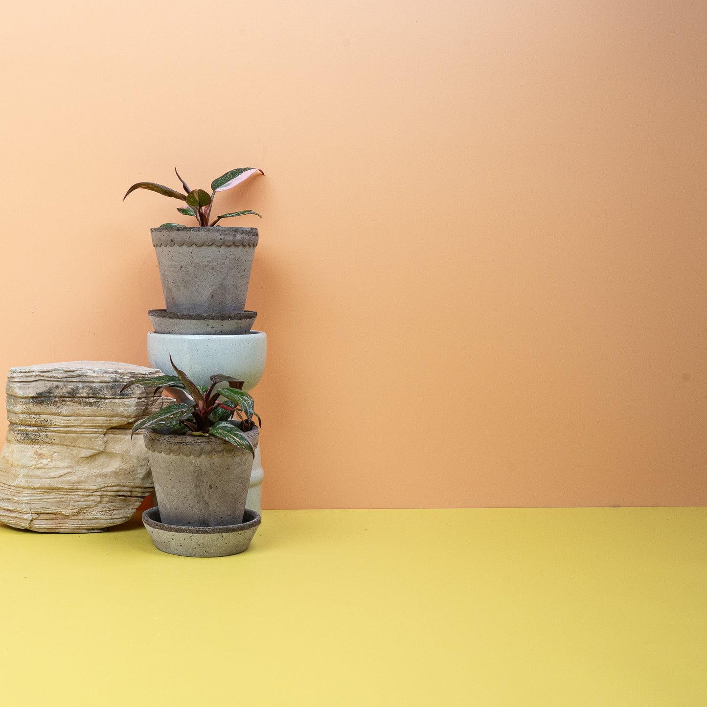 PHILODENDRON PINK PRINCESS online bestellen bei potflourri