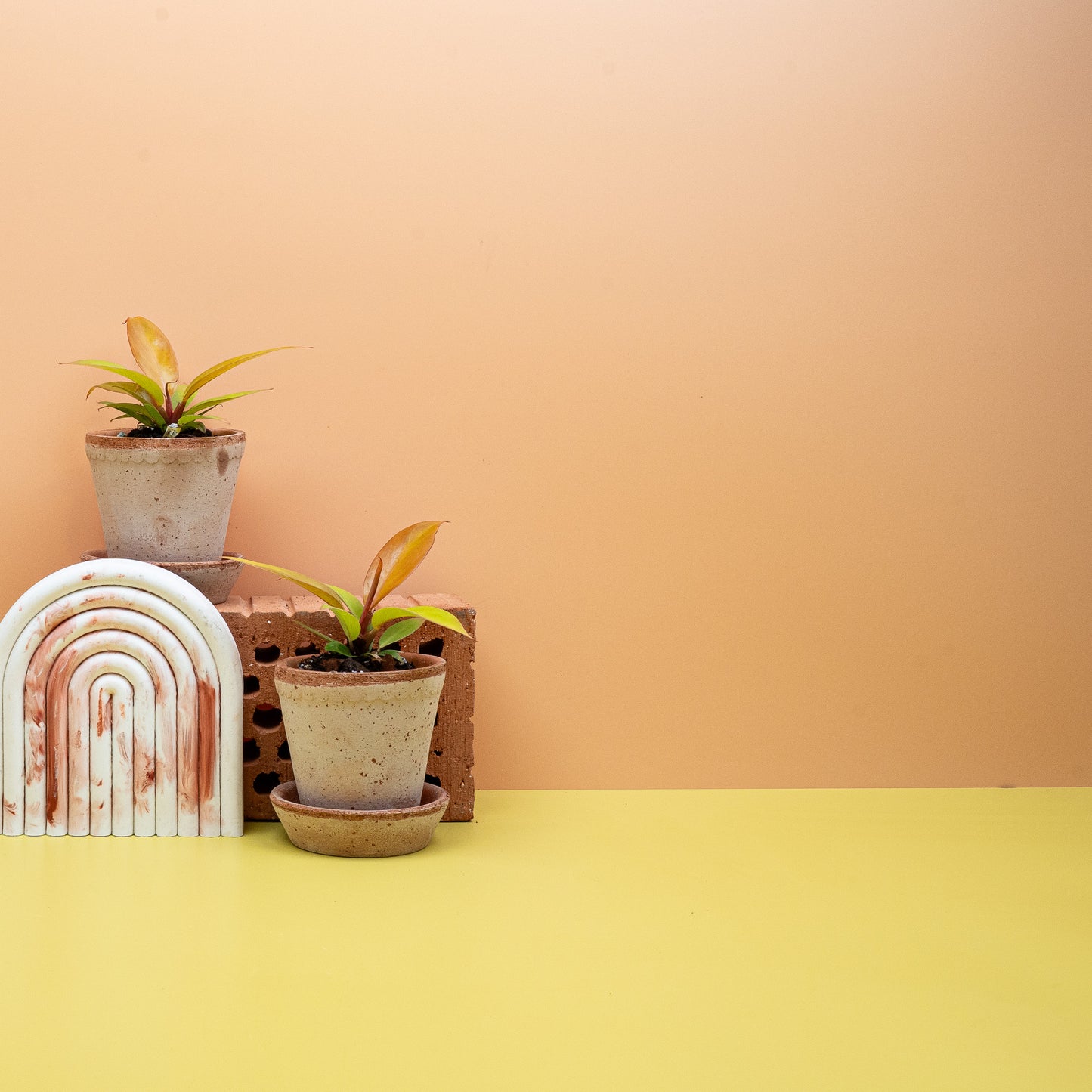 PHILODENDRON PRINCE OF ORANGE