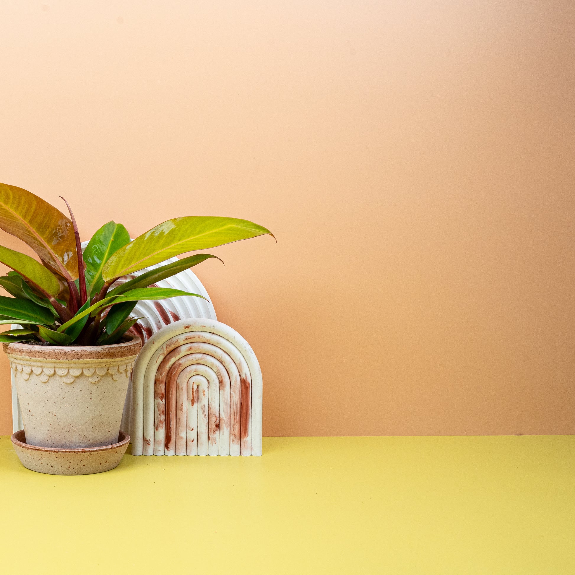 PHILODENDRON PRINCE OF ORANGE online bestellen bei potflourri