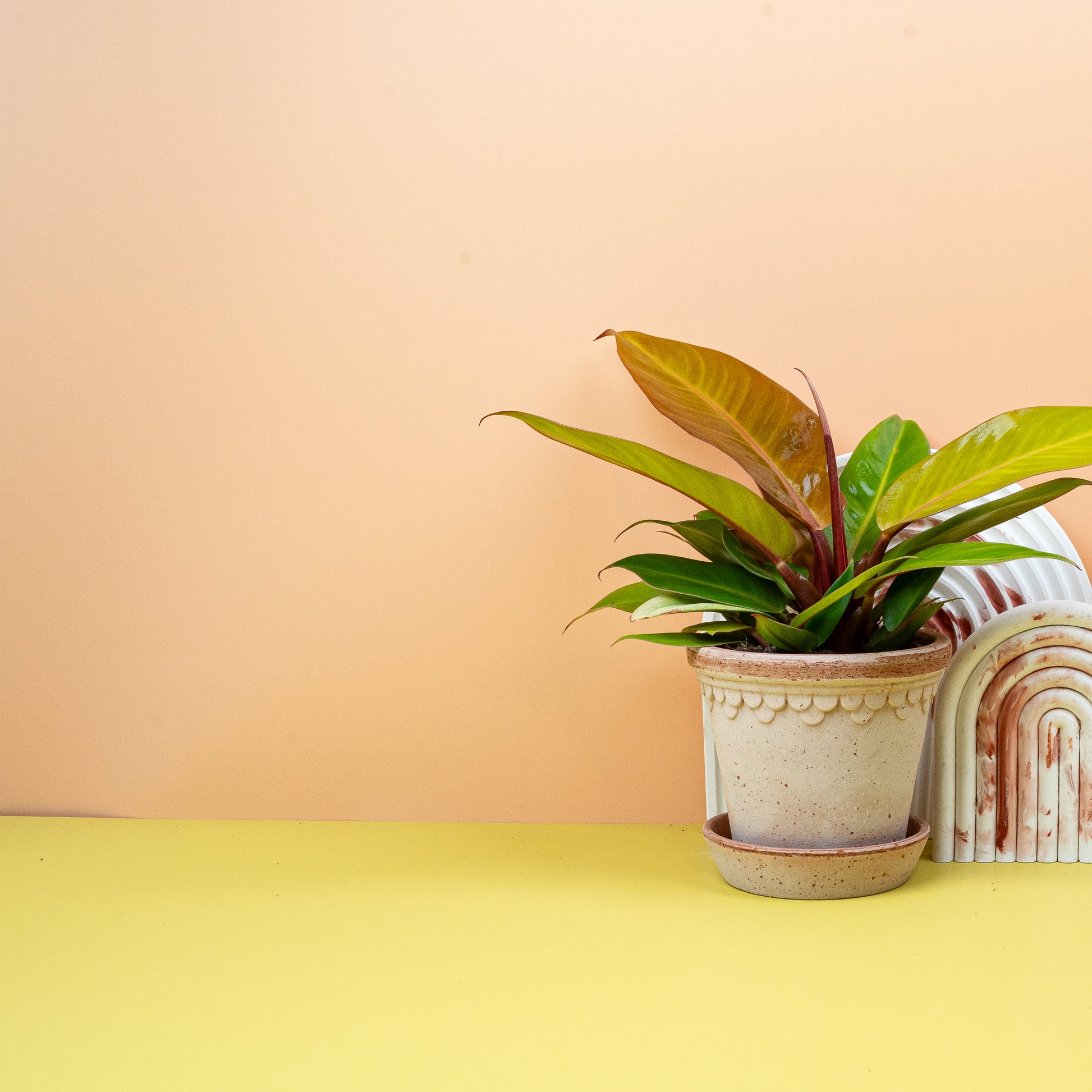 PHILODENDRON PRINCE OF ORANGE online bestellen bei potflourri