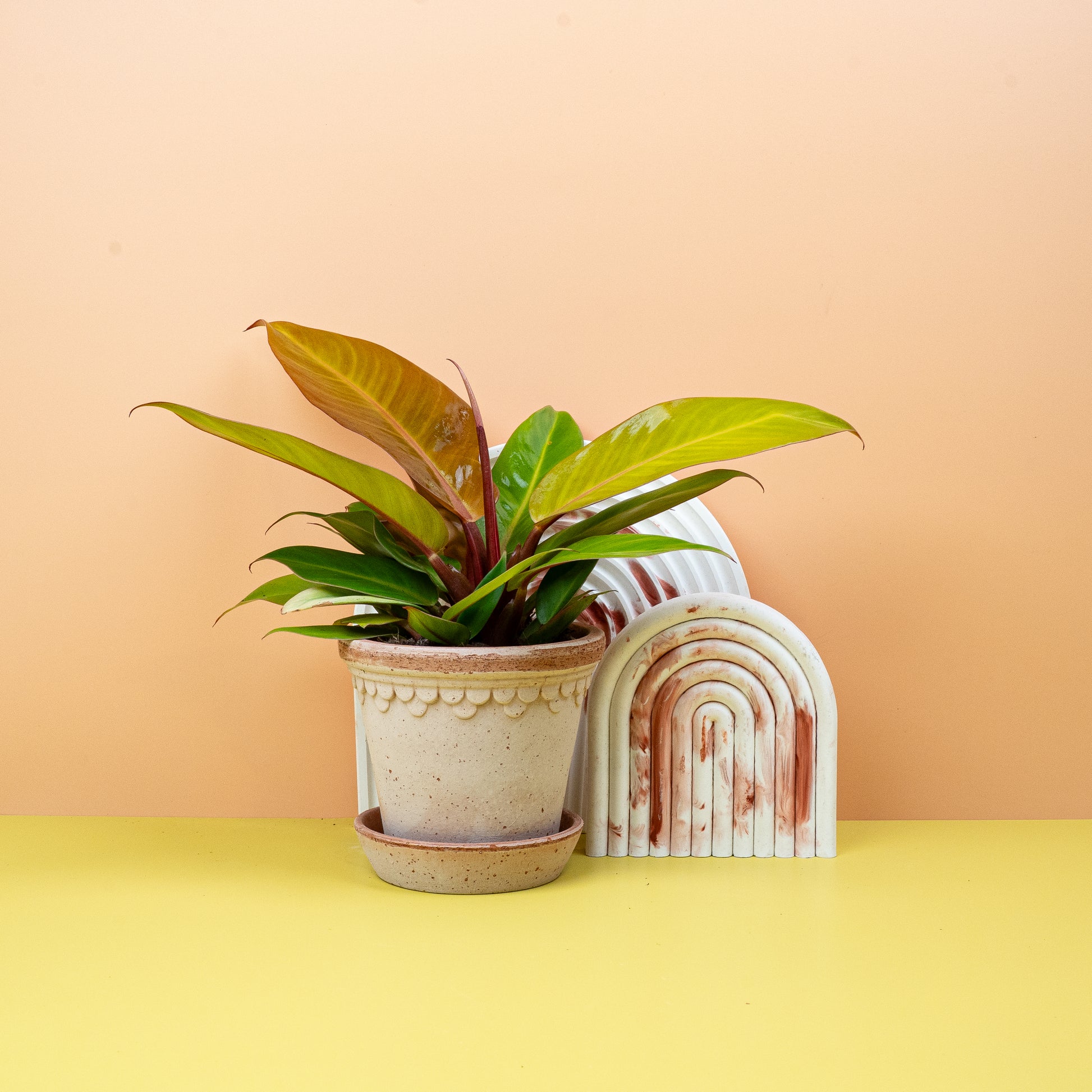 PHILODENDRON PRINCE OF ORANGE online bestellen bei potflourri