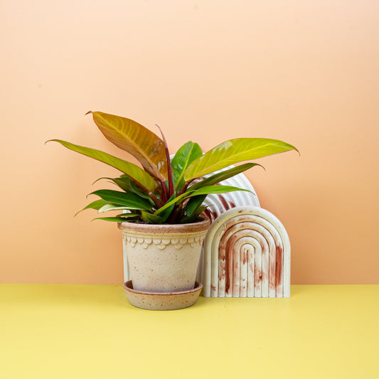 PHILODENDRON PRINCE OF ORANGE online bestellen bei potflourri