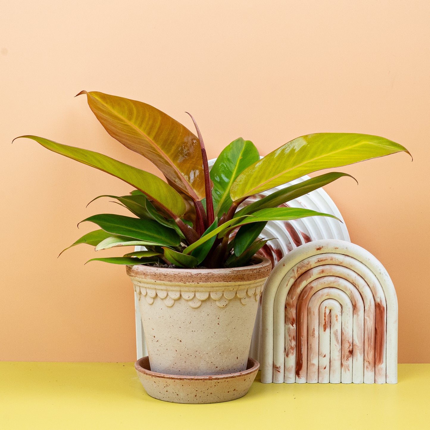 PHILODENDRON PRINCE OF ORANGE online bestellen bei potflourri