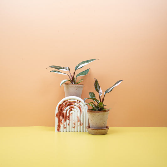 PHILODENDRON RED ANDERSON online bestellen bei potflourri