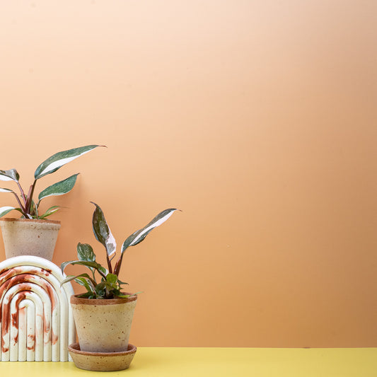PHILODENDRON RED ANDERSON online bestellen bei potflourri
