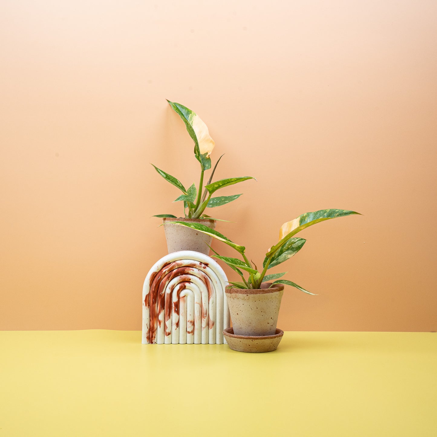 PHILODENDRON RING OF FIRE online bestellen bei potflourri