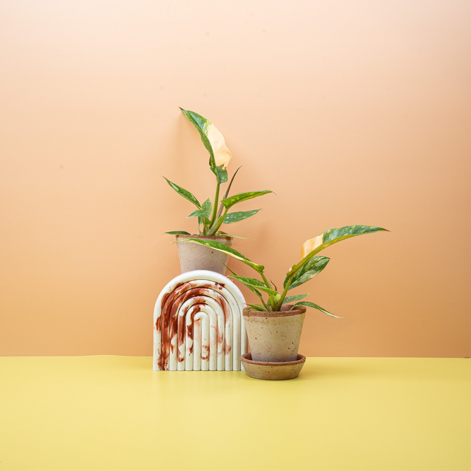 PHILODENDRON RING OF FIRE online bestellen bei potflourri