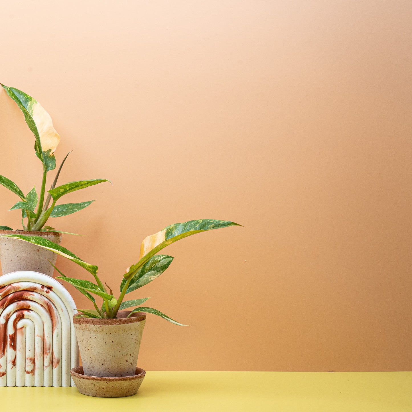 PHILODENDRON RING OF FIRE online bestellen bei potflourri