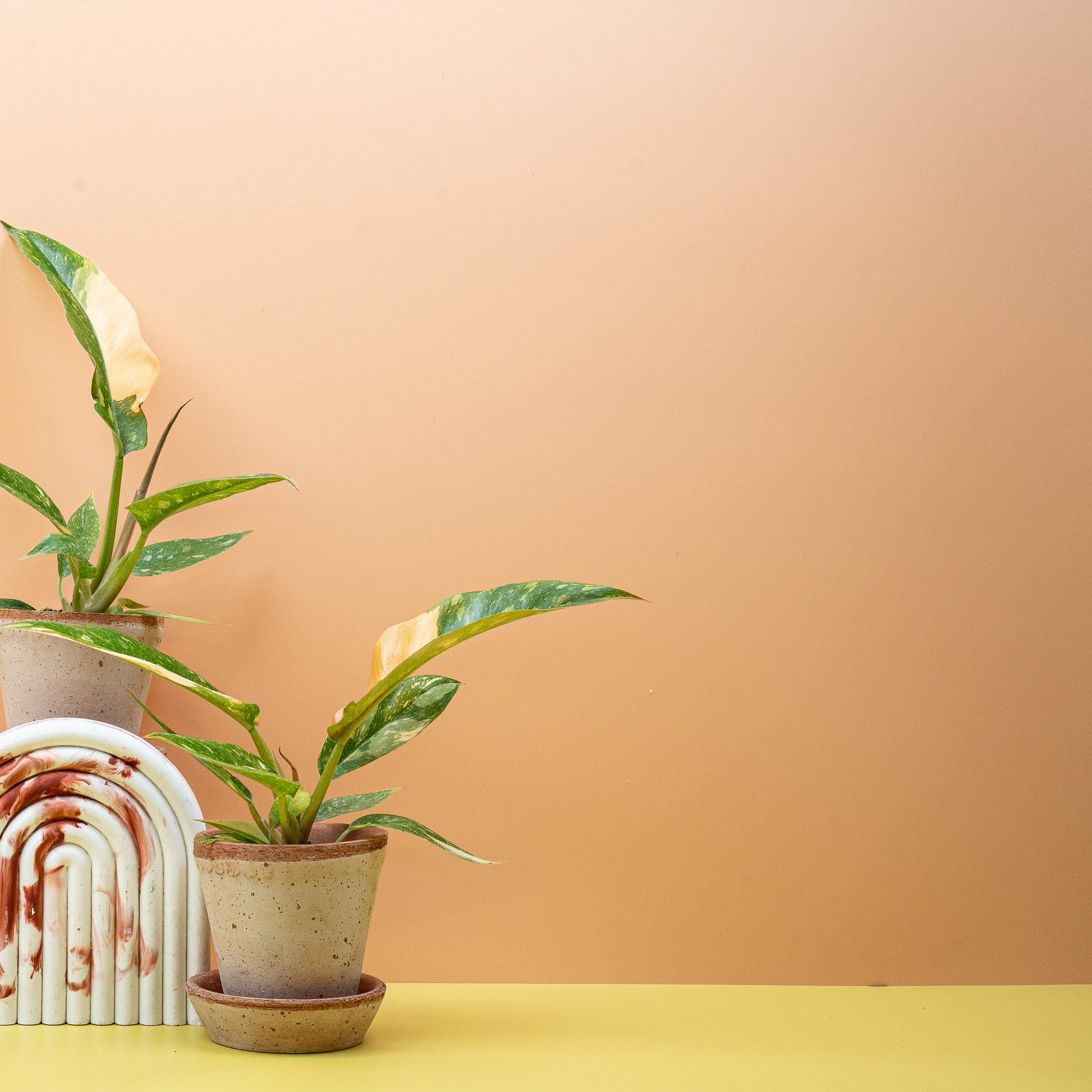 PHILODENDRON RING OF FIRE online bestellen bei potflourri