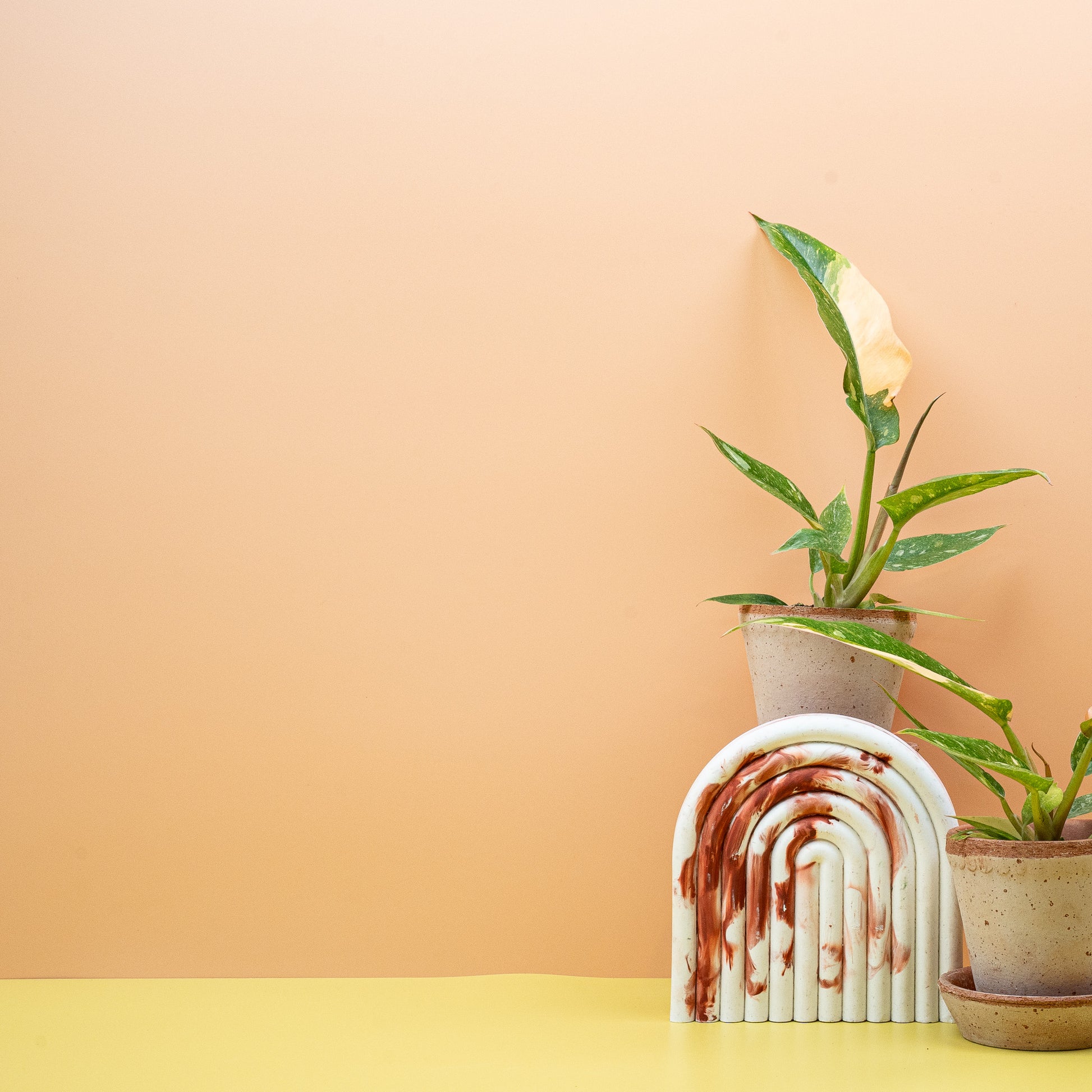 PHILODENDRON RING OF FIRE online bestellen bei potflourri