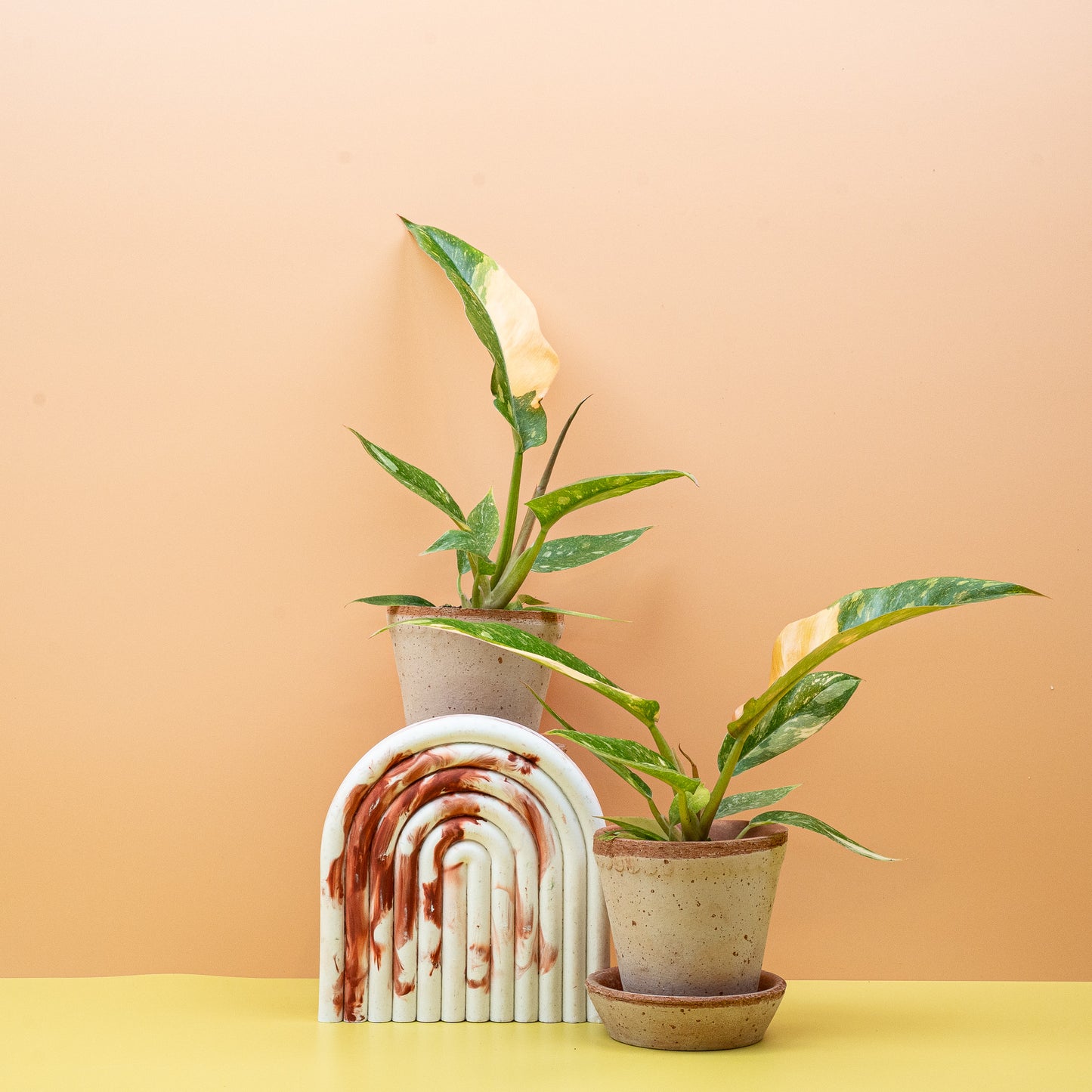 PHILODENDRON RING OF FIRE online bestellen bei potflourri