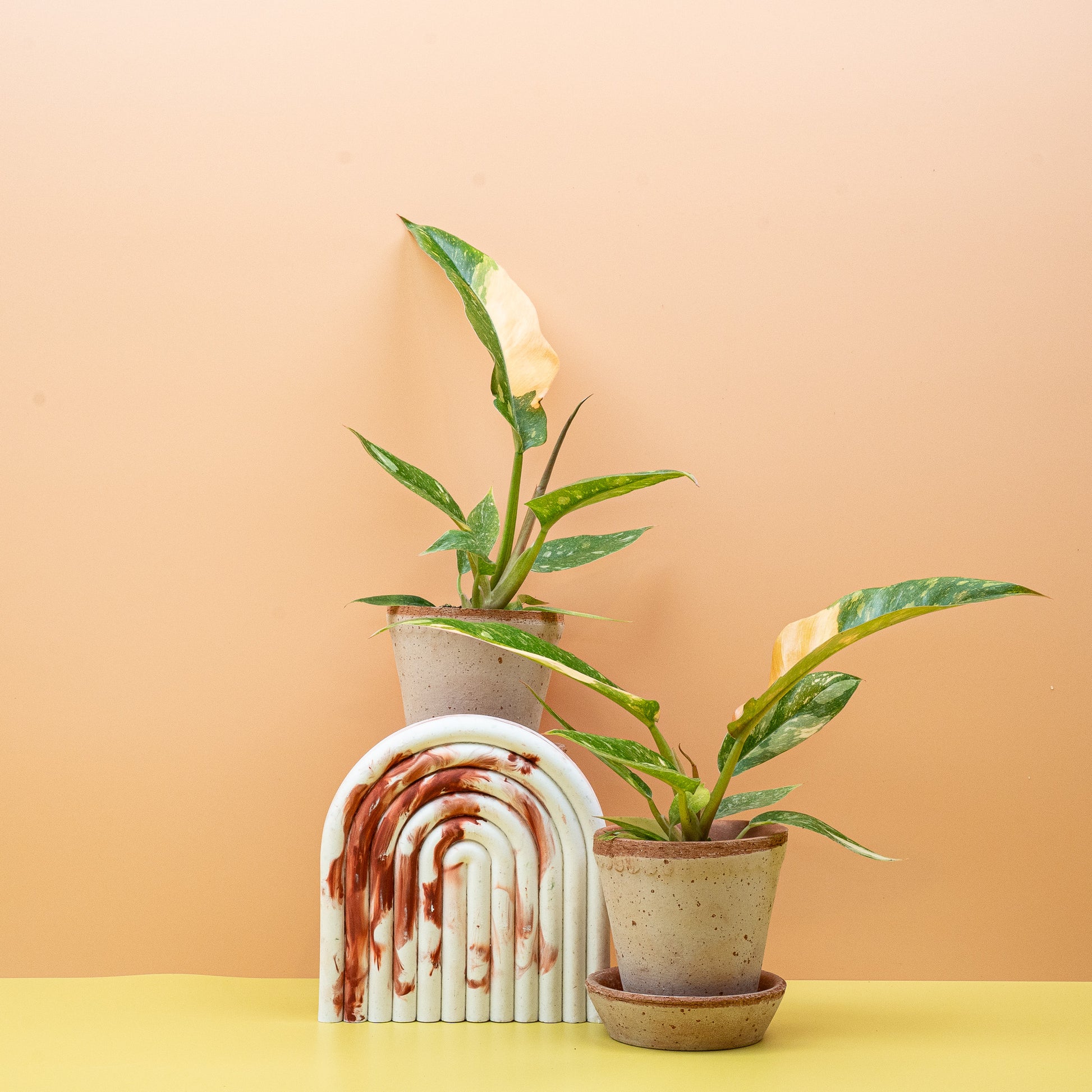 PHILODENDRON RING OF FIRE online bestellen bei potflourri