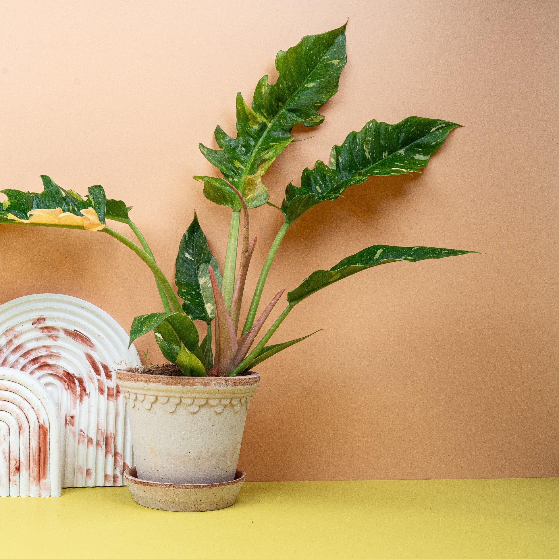 PHILODENDRON RING OF FIRE online bestellen bei potflourri